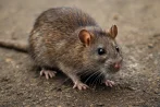 Traitement contre les rats et souris, dératisation à Rouen 76000 Seine-Maritime