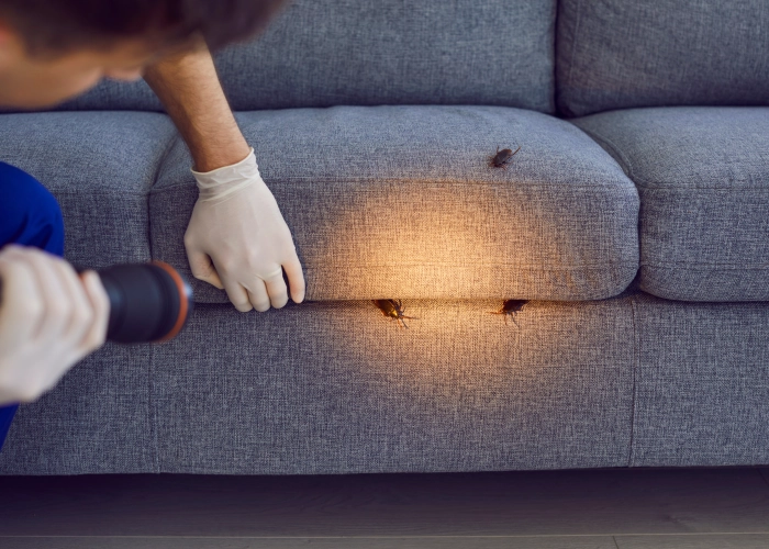 Détection punaises de lit Tourcoing 59200 – Expertise dans le Nord